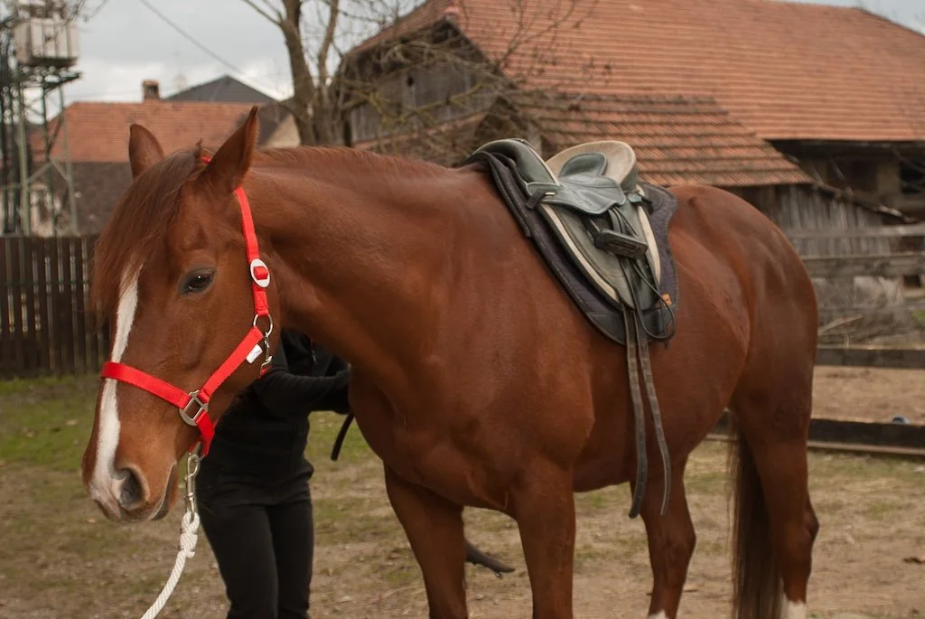 Rehabbing girthy horses — The Functional Horse