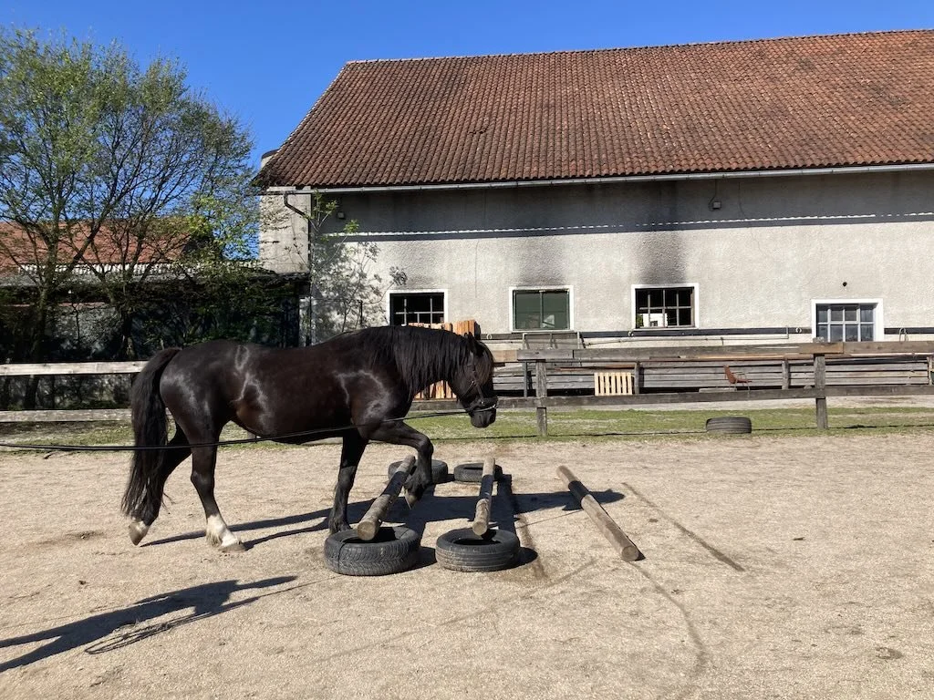 Why does my horse drag his hind feet?