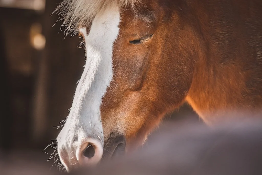 Sleep deprivation in horses – the basics