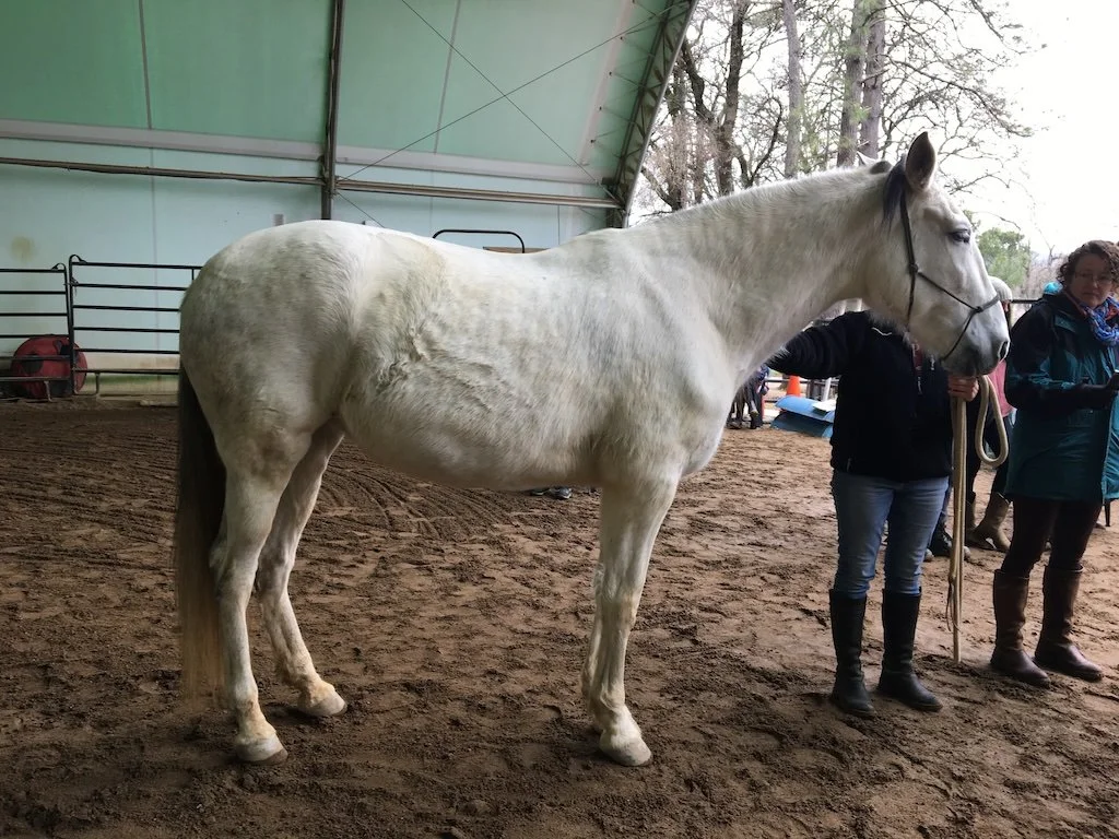 Stumbling with the hind legs