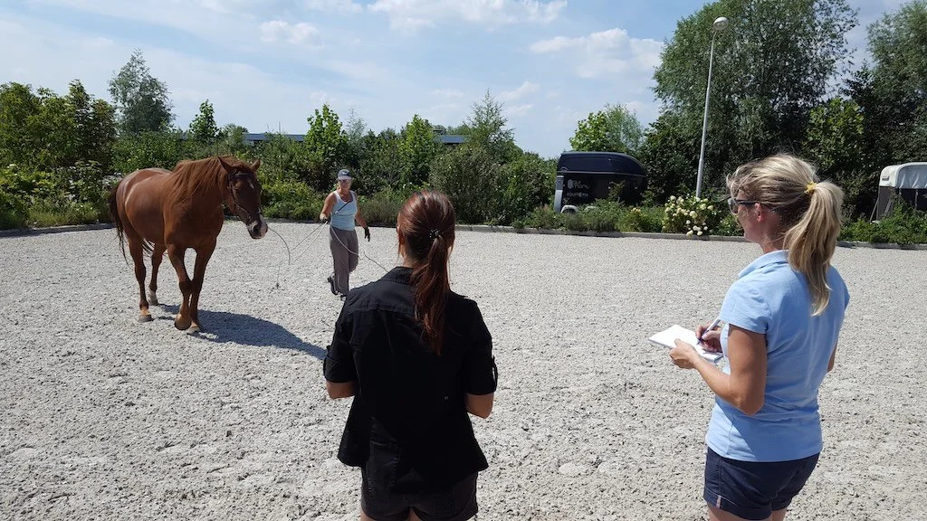 How to pick your equine professionals