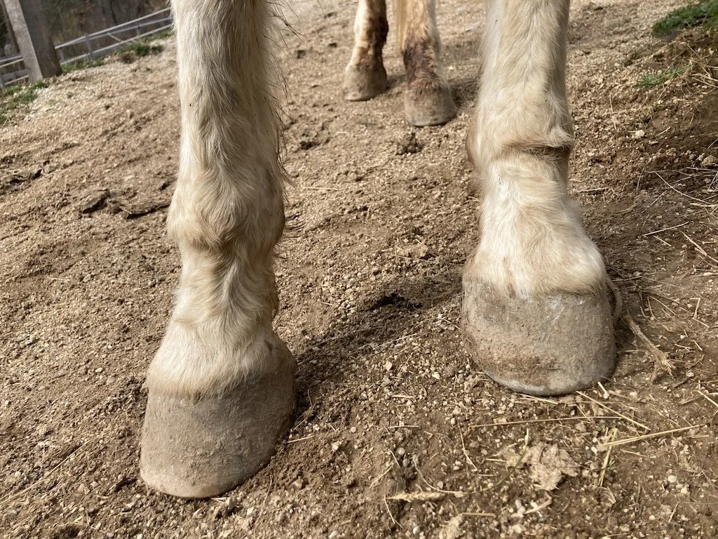 Sleep deprivation in horses – red flags