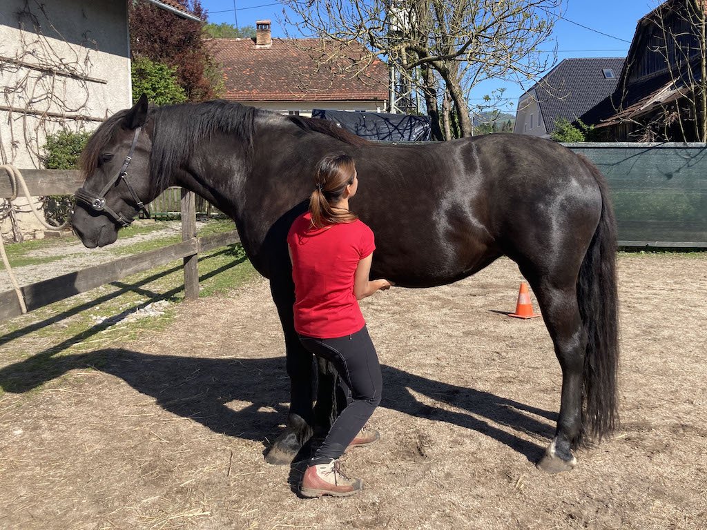 Is the belly lift exercise always a good idea? — The Functional Horse