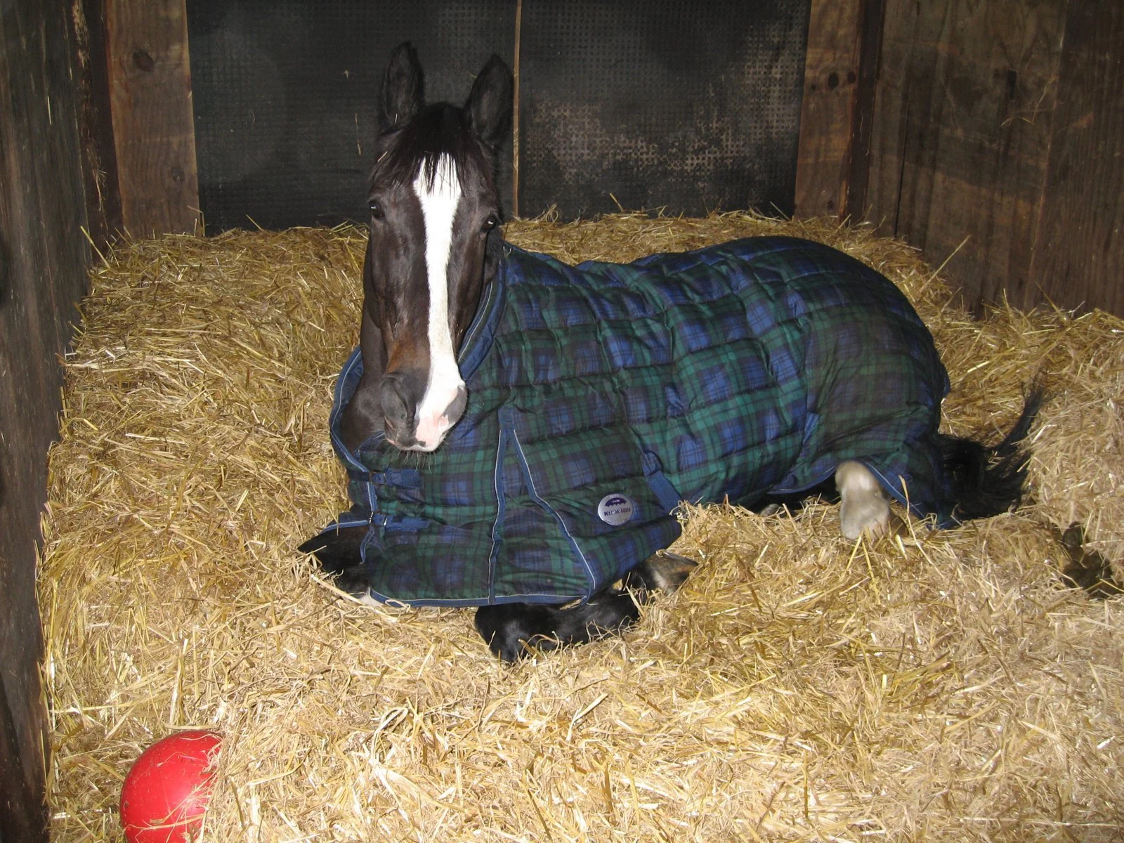 Horse in a blanket resting in a straw stall