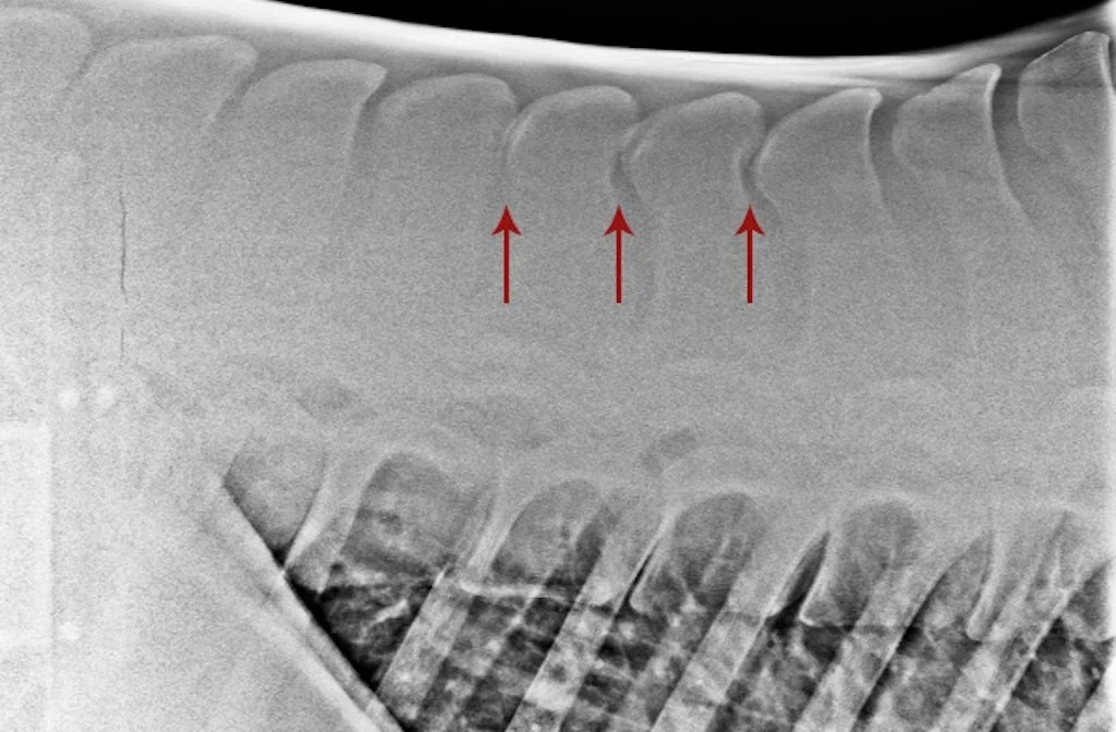 The trouble with X-rays