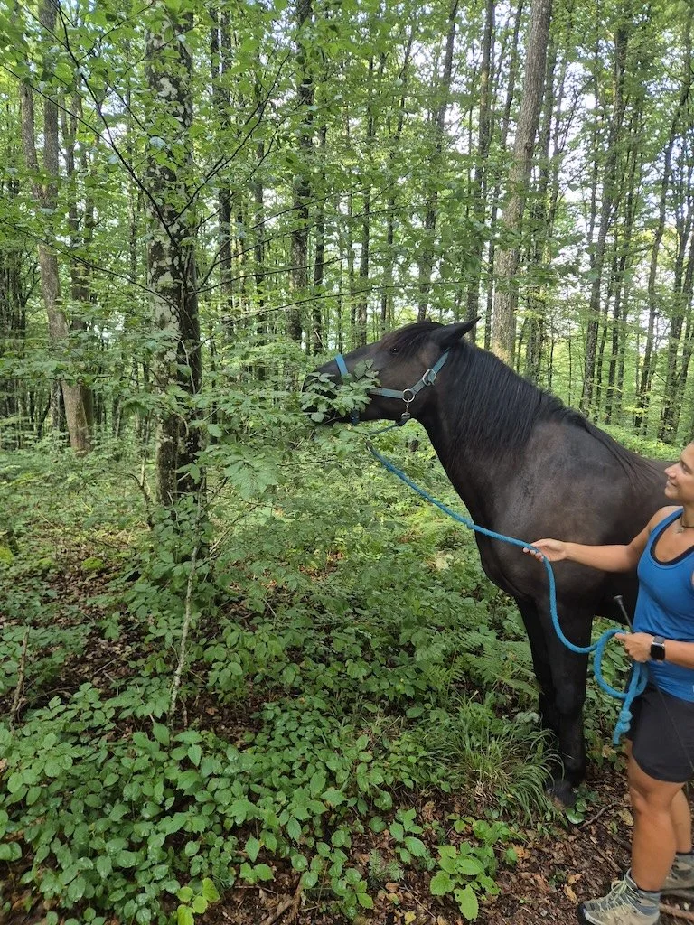 Five things you can do with your horse when it's too hot to work properly