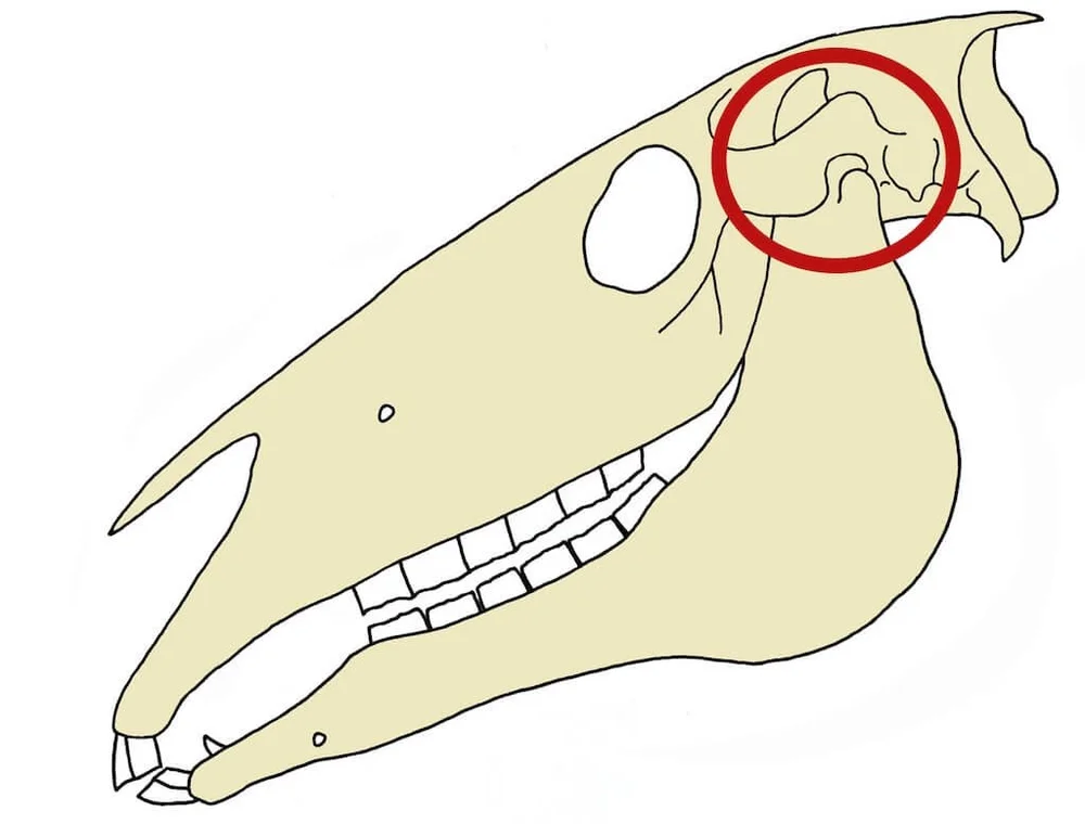 Tmj Line The poll, TMJ and teeth triangle — The Functional Horse