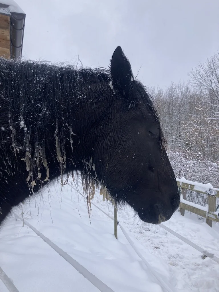 Ice, cold and stiff horses