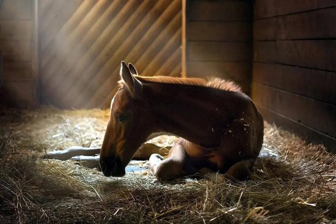 Sleep deprivation in horses – strategy