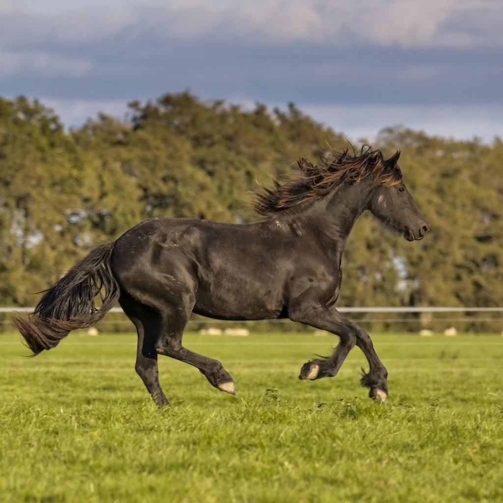 Different gaits, different spine movements