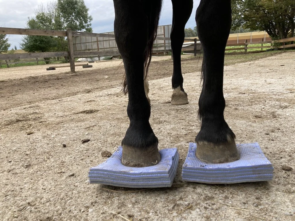 Why does my horse stumble?