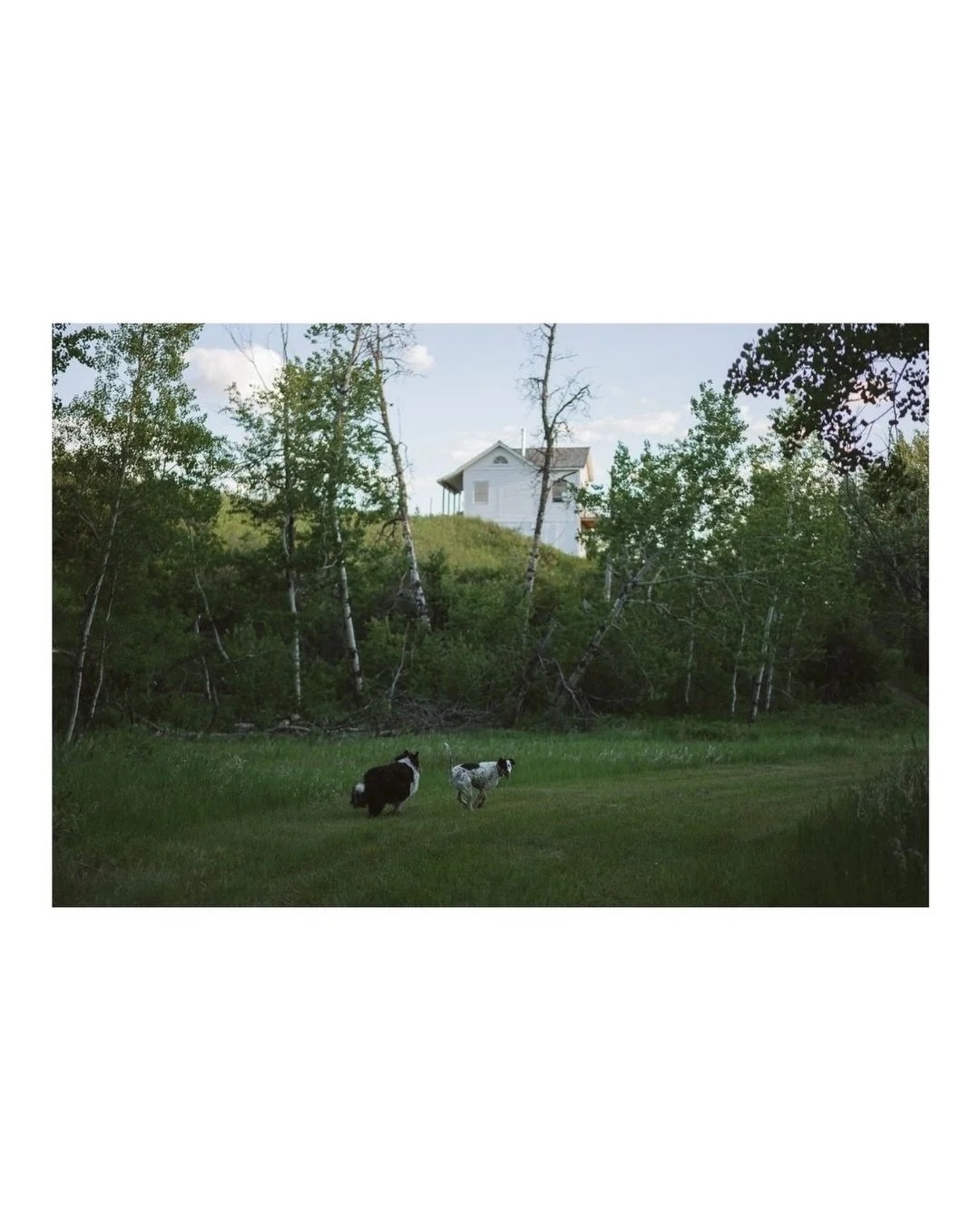 I will probably choose this song for every photoshoot this summer. 🤷&zwj;♀️

But I do think it could be the theme song for summer sunsets on this beautiful piece of Montana land.