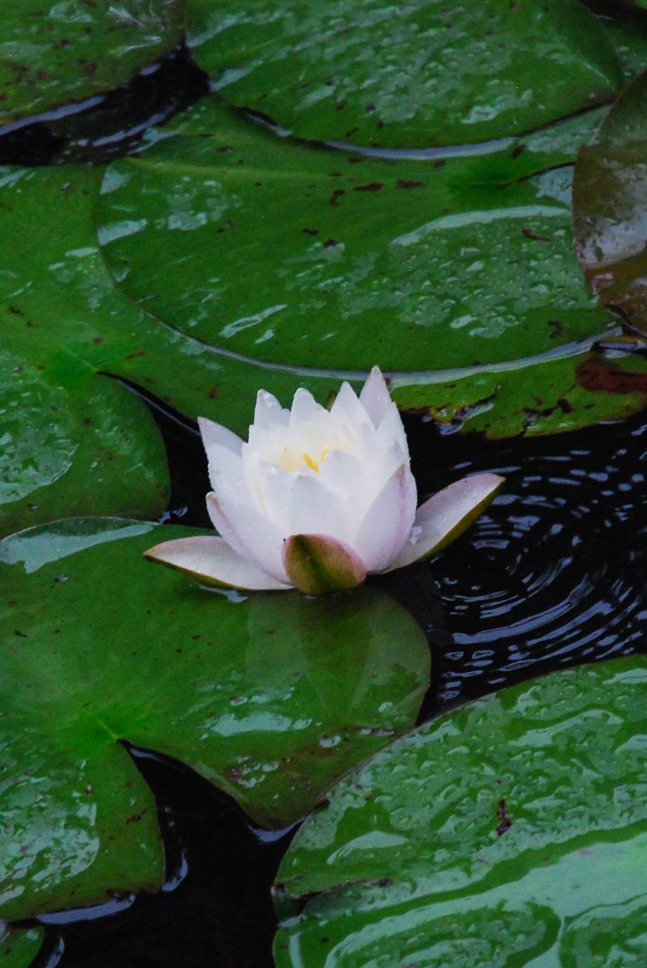 SylvieWebsite_PerspectivesPhosoSchool (19 of 37).jpg