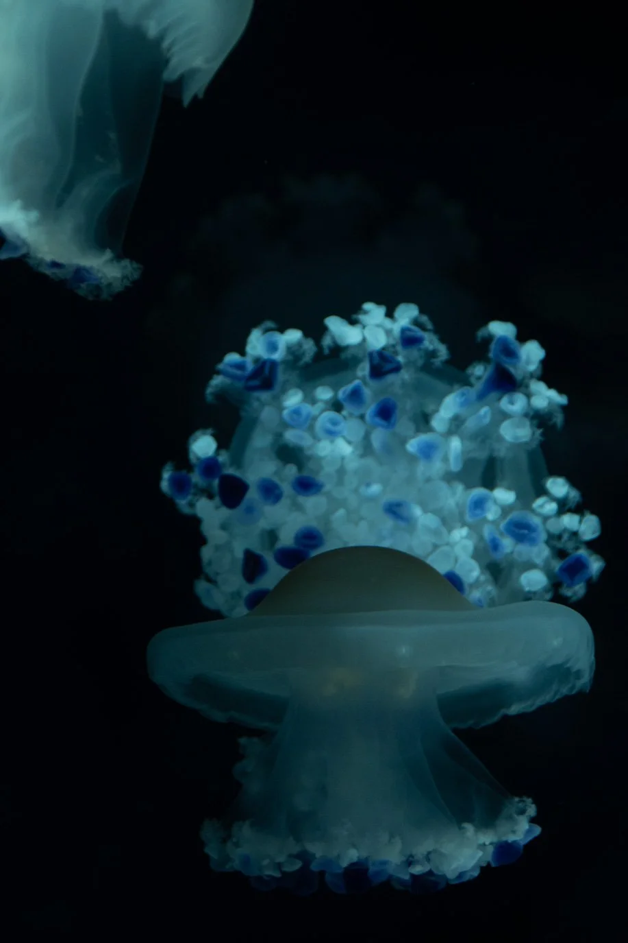 SylvieWebsite_PerspectivesPhosoSchool (14 of 37).jpg