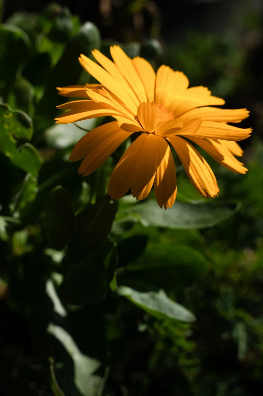 SylvieWebsite_PerspectivesPhosoSchool (21 of 37).jpg