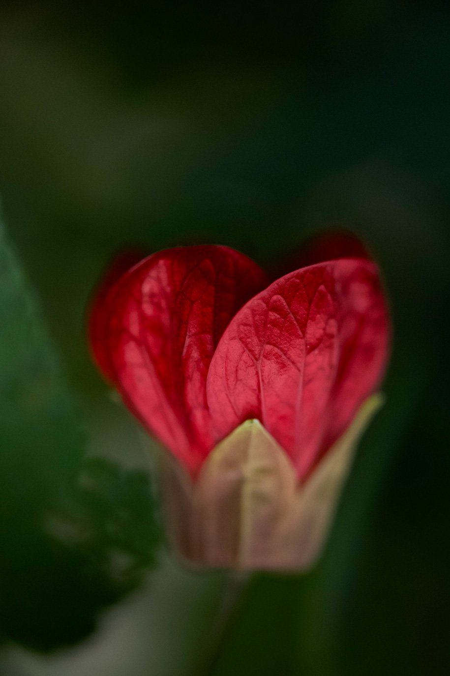 SylvieWebsite_PerspectivesPhosoSchool (15 of 37).jpg