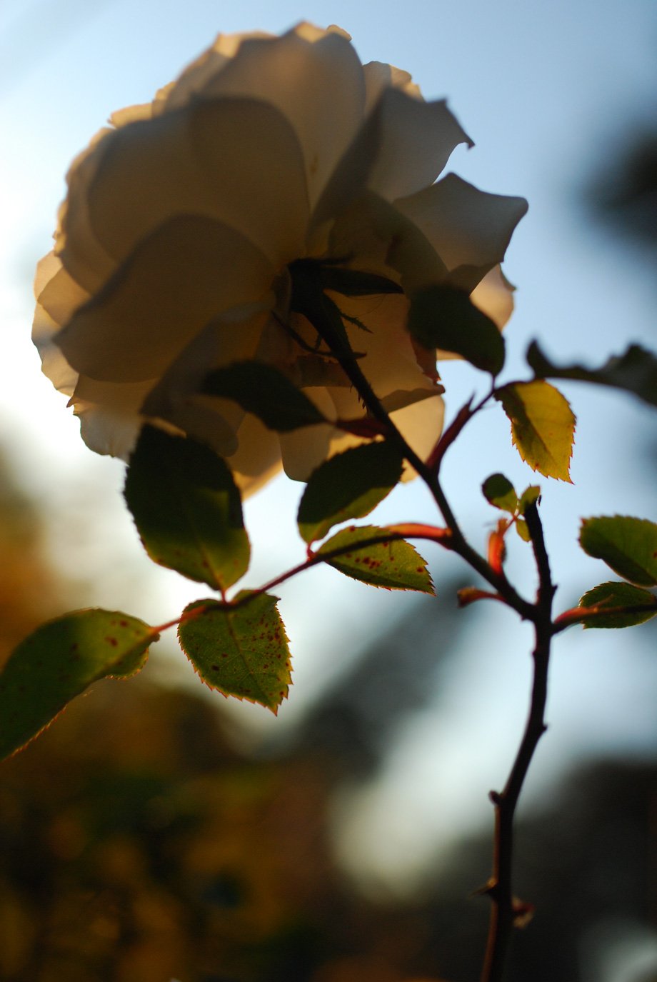 SylvieWebsite_PerspectivesPhosoSchool (26 of 37).jpg