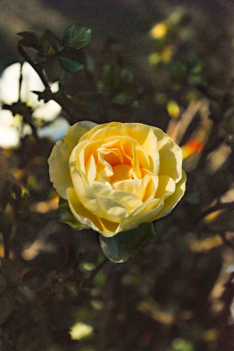 SylvieWebsite_PerspectivesPhosoSchool (12 of 37).jpg