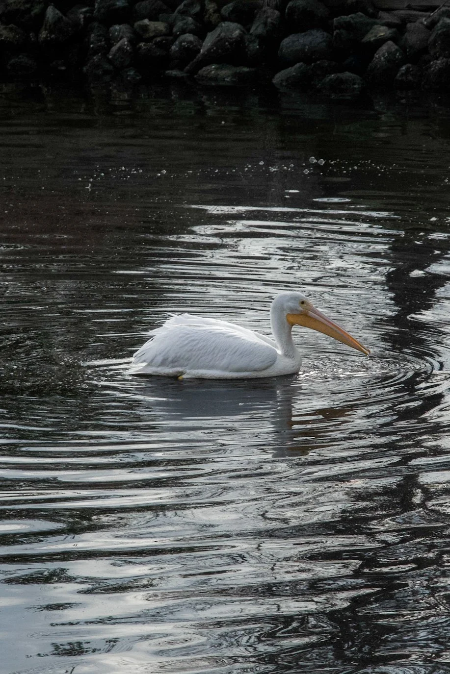 SylvieWebsite_PerspectivesPhosoSchool (28 of 37).jpg