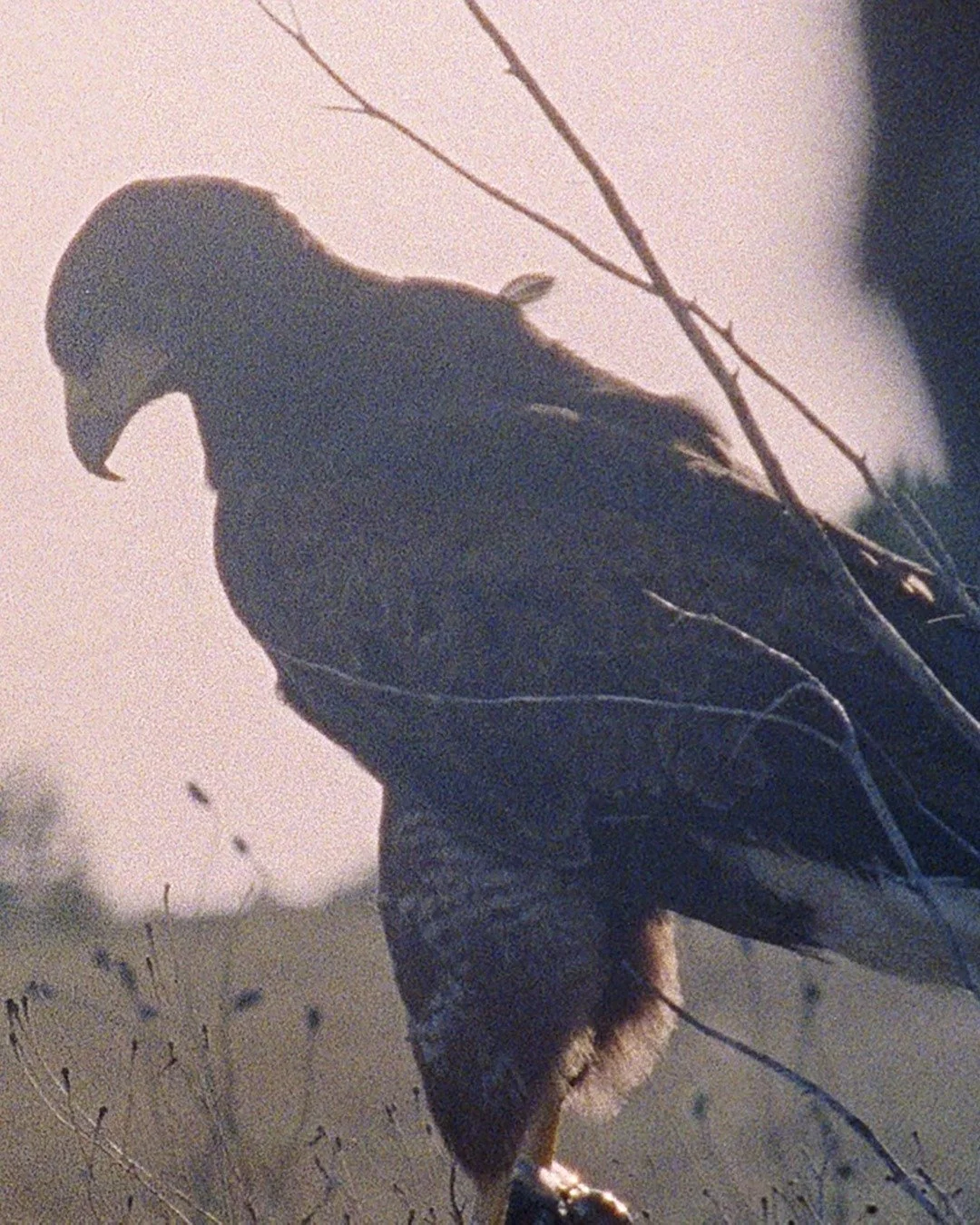 Harris Hawk. Kodak 500T.