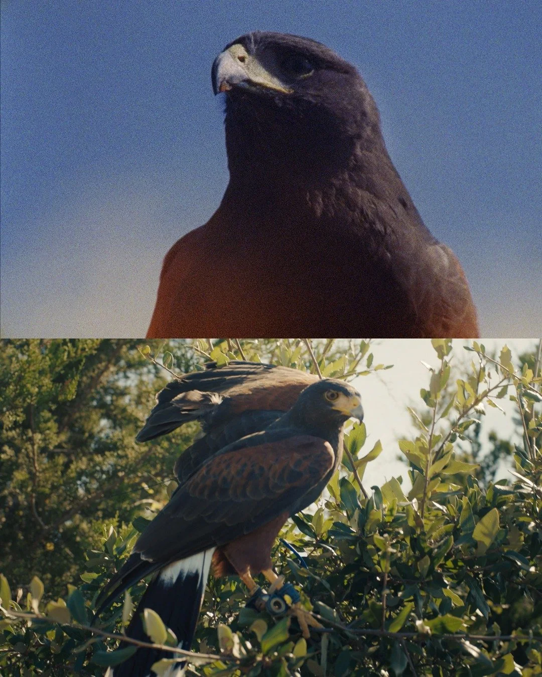 A couple more Harris Hawks. Kodak 500T above and Arri Amira below.