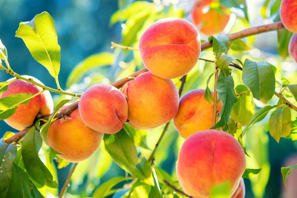 The Sweet Scoop on Peach Season | When to Buy, Why They’re Good for You & How to Enjoy Every Bite