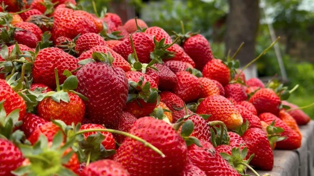 Everything You Need to Know About Strawberry Season | Sweet, Juicy ...