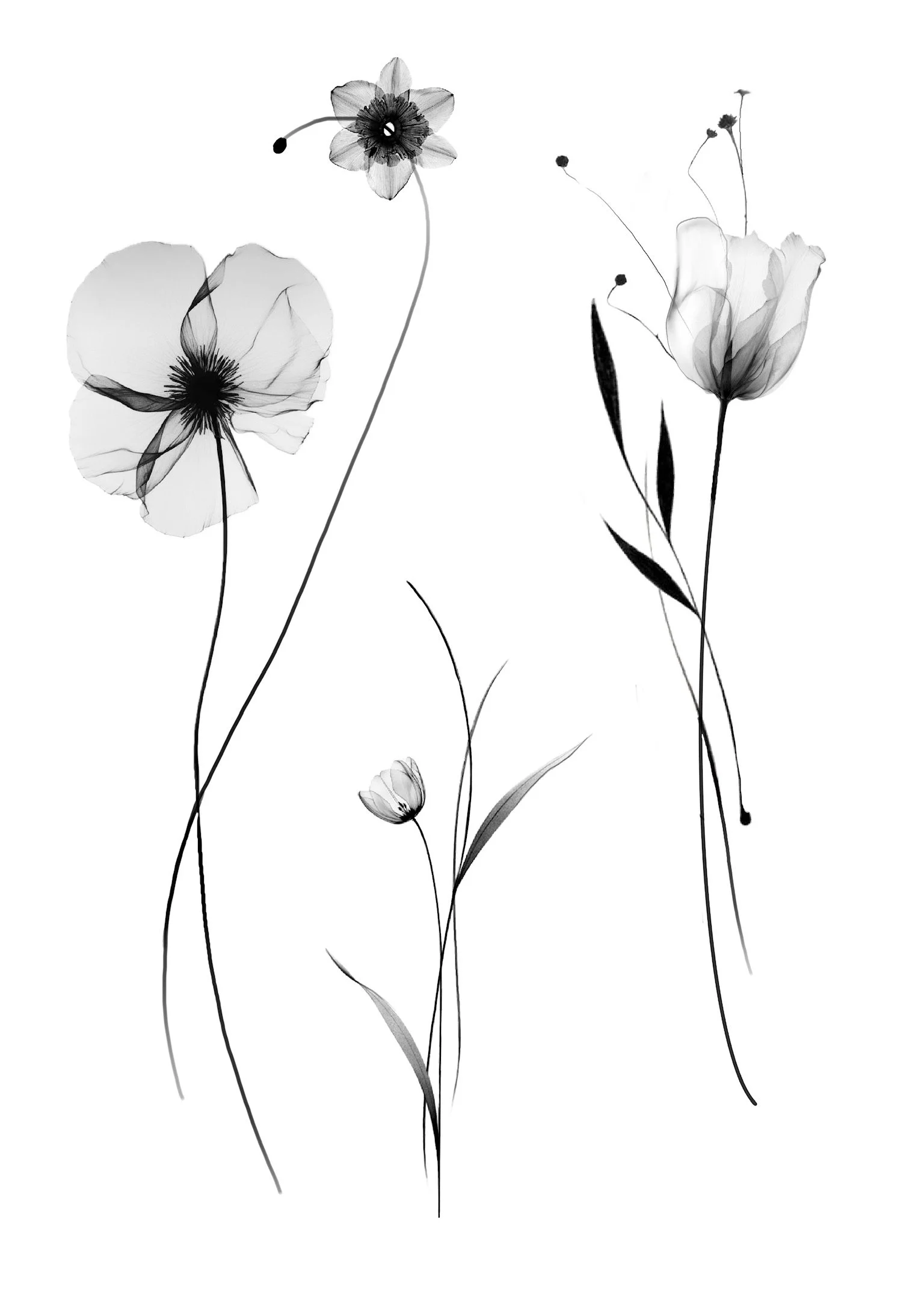 Black and white artistic depiction of various flowers with delicate and translucent petals and elongated stems on a white background.