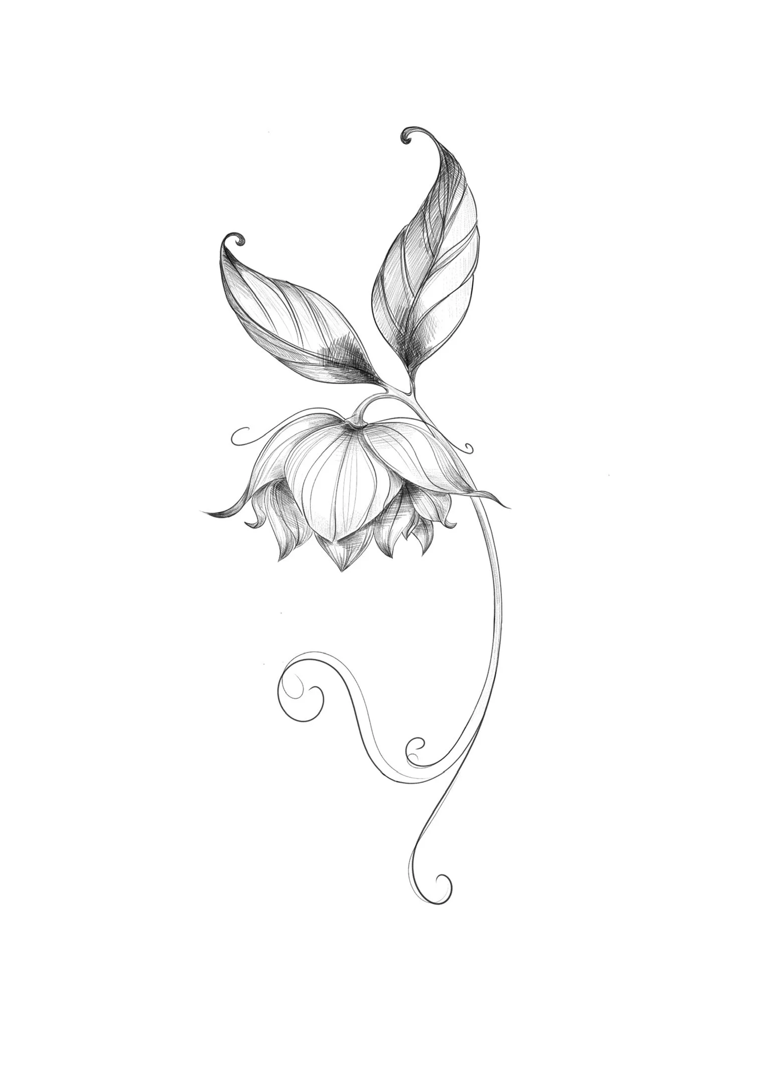 A detailed pencil sketch of a flower with intricate leaves and curling tendrils.