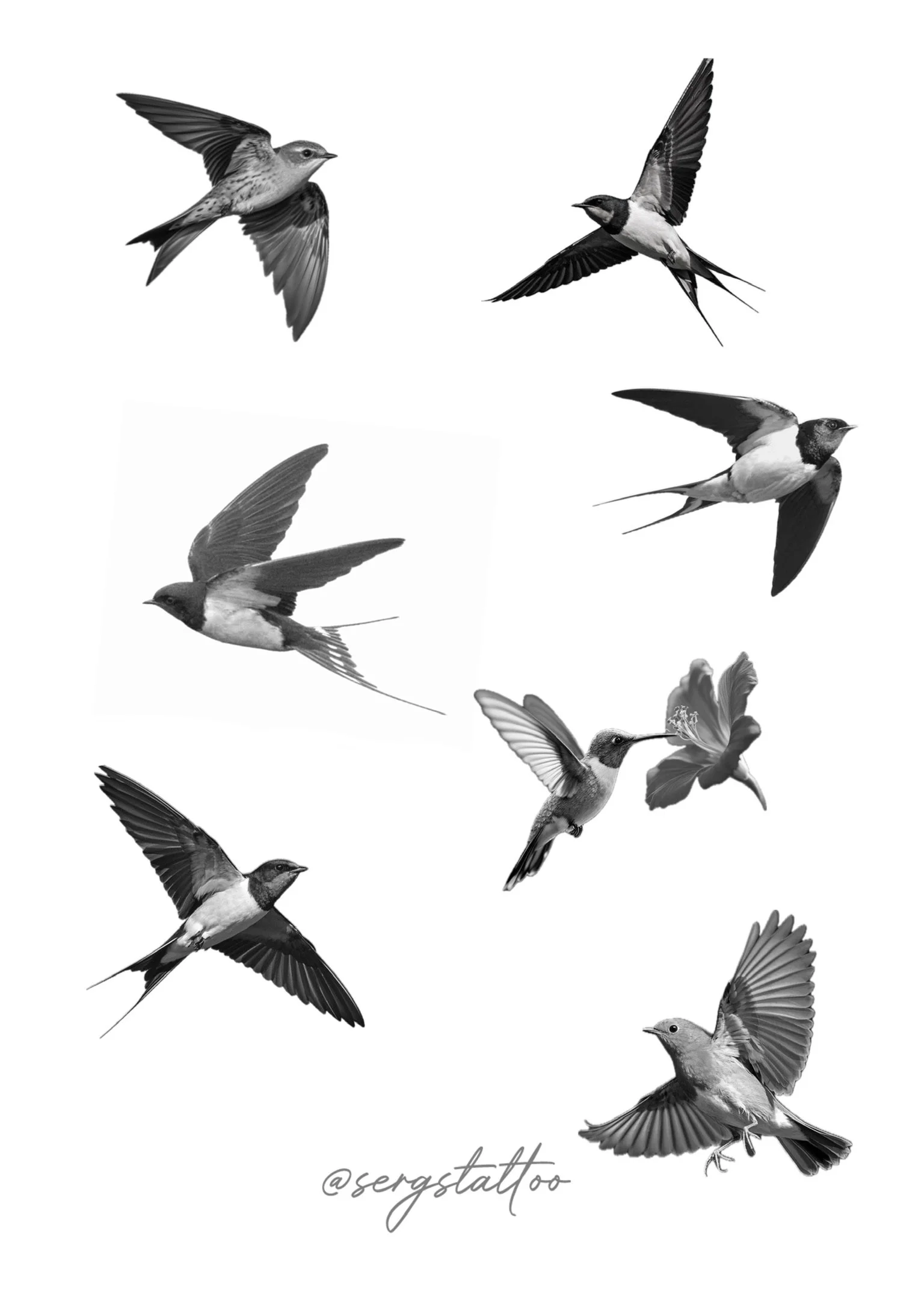 Several black-and-white images of hummingbirds in flight, some approaching flowers, arranged against a white background, with the artist's signature '@sergstatoo' at the bottom.