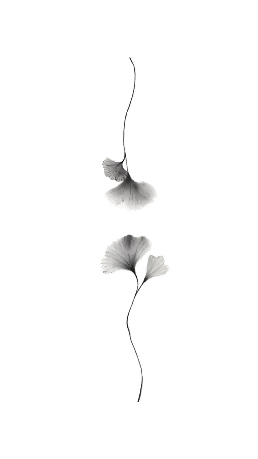 Black and white illustration of two ginkgo leaves hanging from a curved branch, reflected on a mirror surface below.