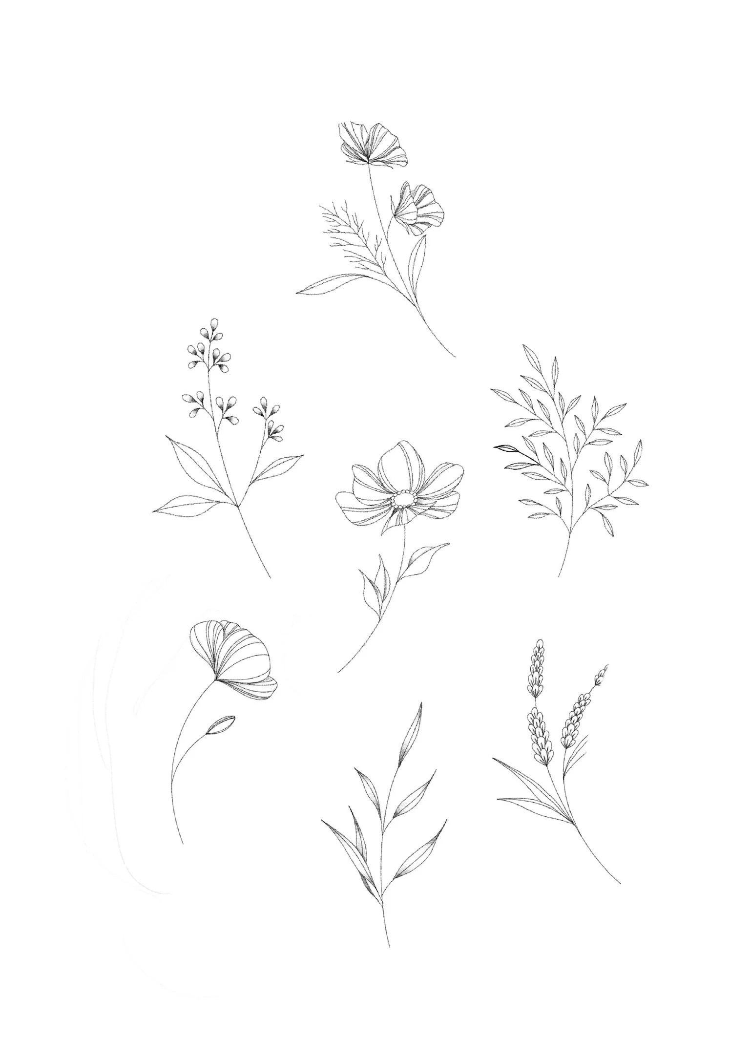 Line drawing of various wildflowers and plants with detailed leaves and stems.