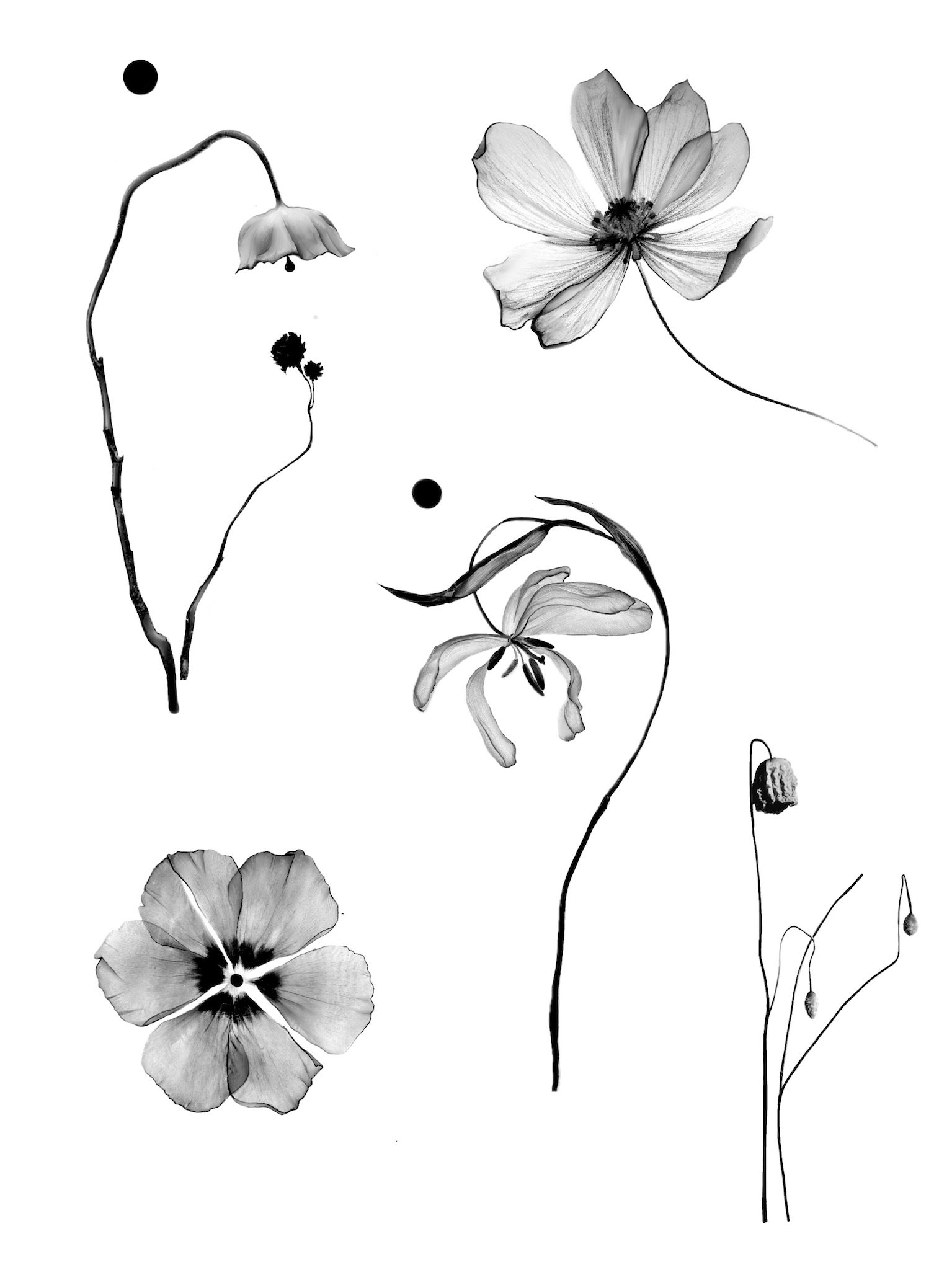 Black and white artistic drawing of various flowers and plants, including a large open flower, smaller buds, and leaves, on a white background.