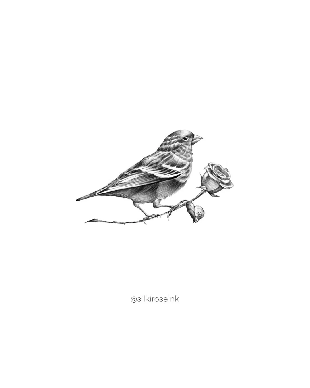 Black and white drawing of a bird perched on a branch with a rose and a small berry, with the artist's handle '@silkiroseink' underneath.