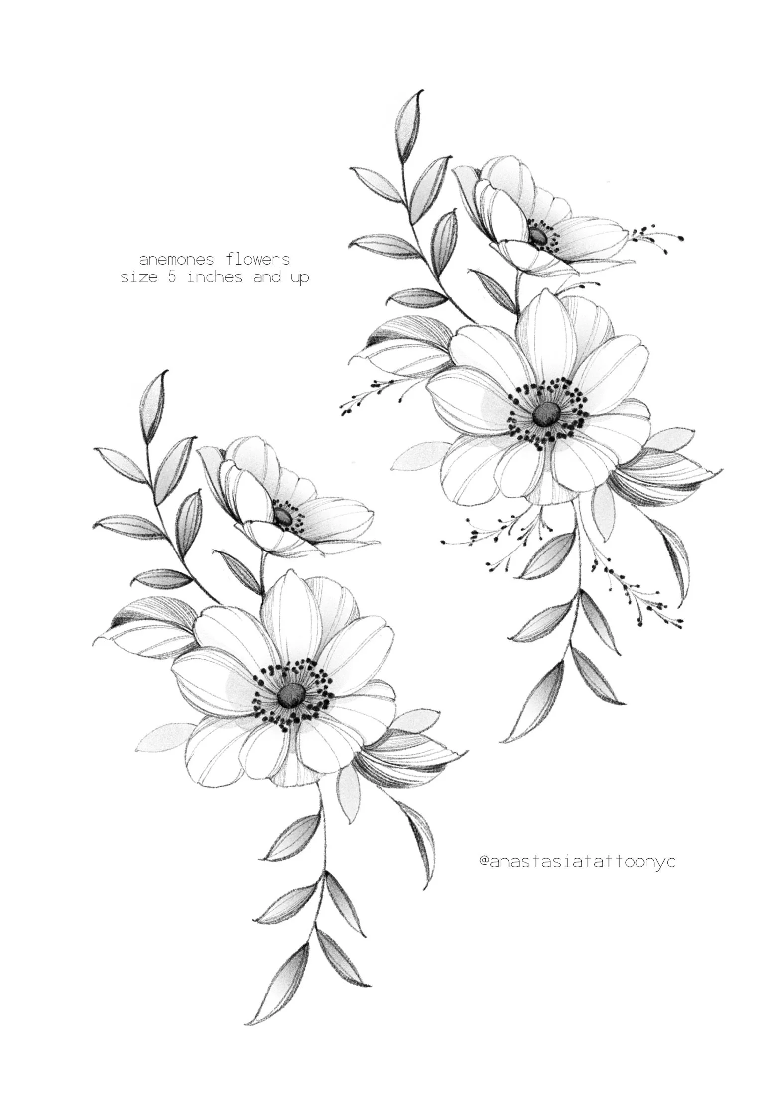 Sketch of anemone flowers with leaves, labeled as size 5 inches and up, created by @anastasiattoonyc.
