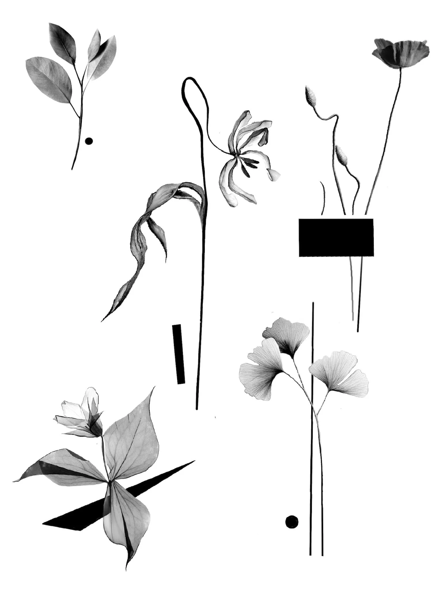 Black and white abstract composition of various flowers and leaves with geometric shapes on a white background.