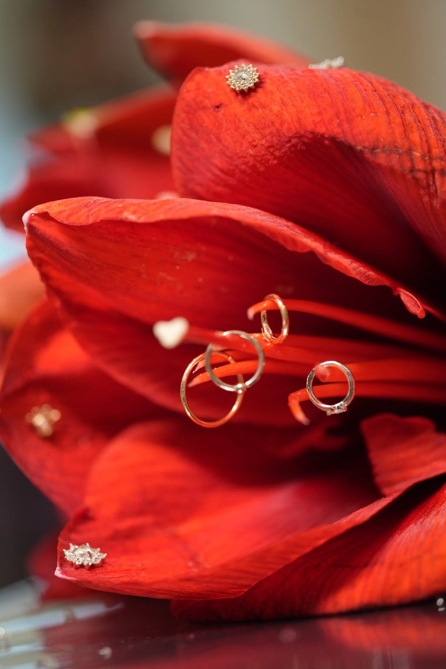 Close-up of red flower petals with jewelry, including rings, earrings, and a brooch, placed on top.