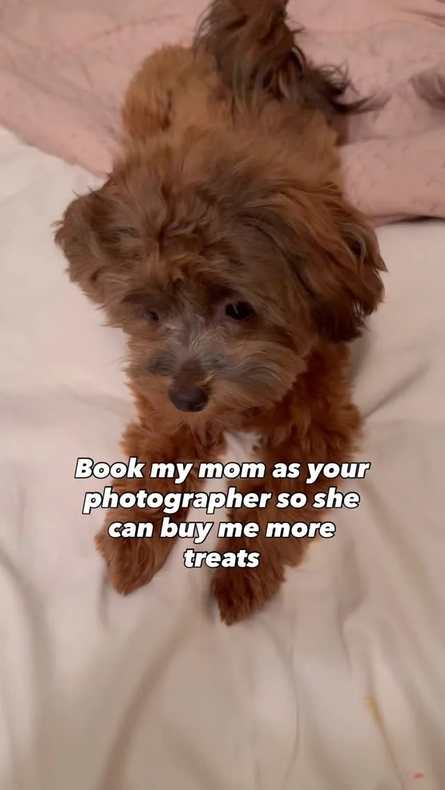 Help a pup out- book my mom! Also book her just because she's good at what she does too, but the extra treats are a plus 🥰
.
.
#photographer #minneapolis #cutedog #reelinspo #photogsofinstagram #minneapolissmallbusiness