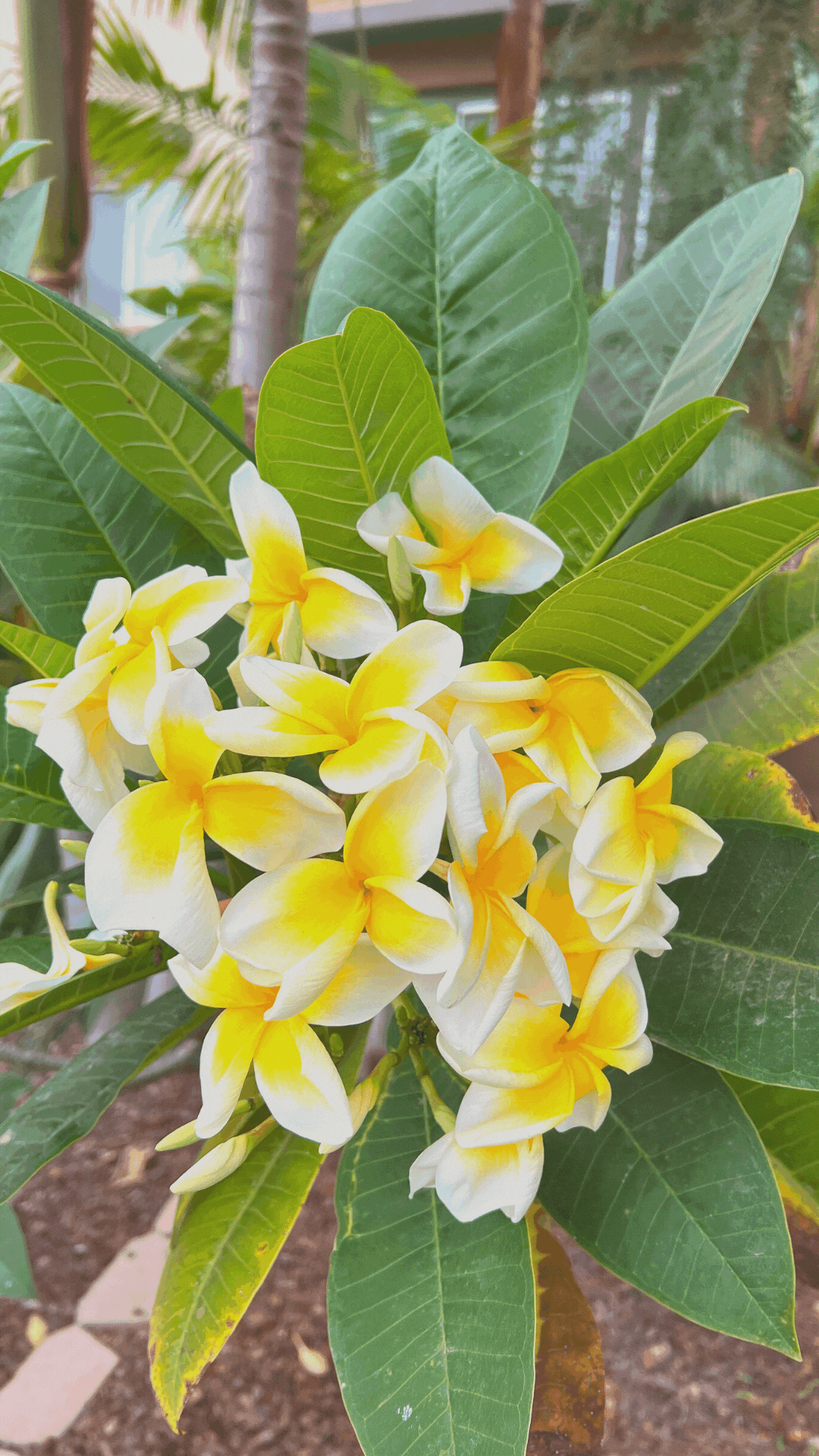 CSUSM Instagram Story