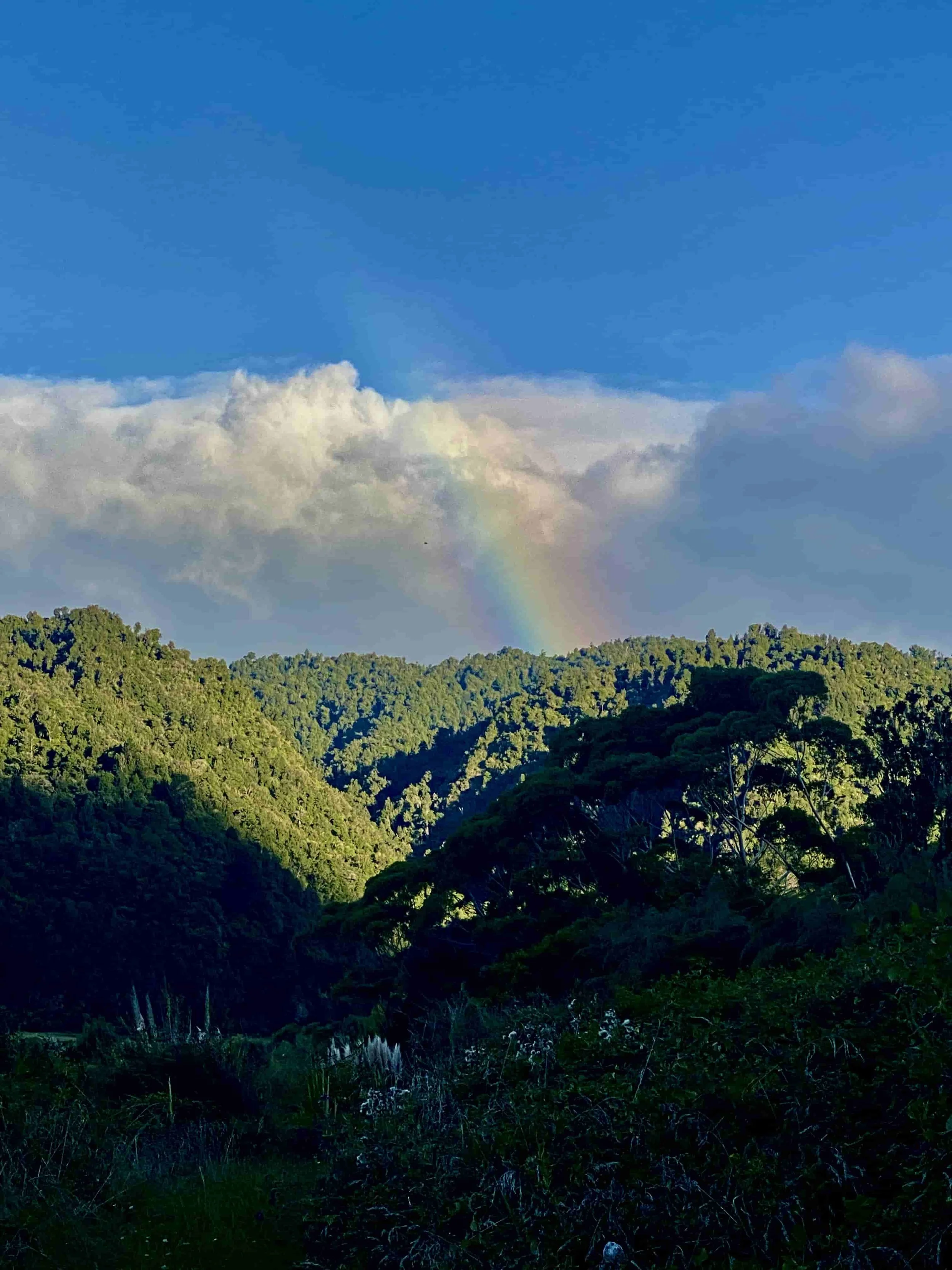 Te Kawa o Te Urewera