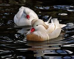 White Mandarin Duck Pair