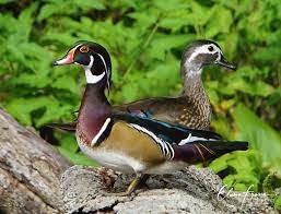 Wood Duck Pair