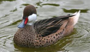 Bahama Pintail Duck Pair