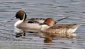 Northern Pintail Duck Pair