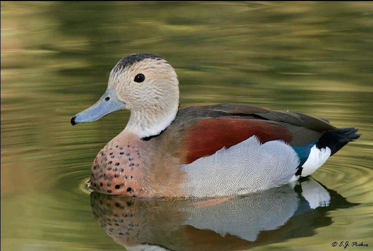 Ring teal drake.png