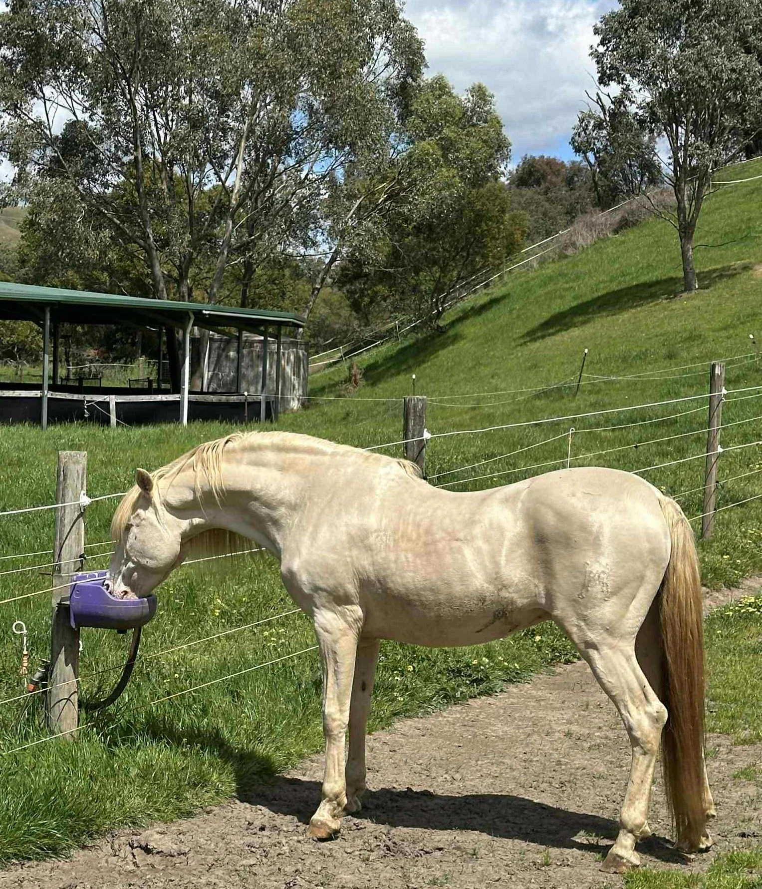 PRE Stallion Picaro PM son of Rovoltoso xxlx /Doctora xxxvll