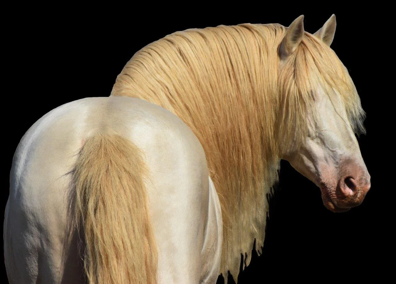 PRE Stallion Picaro PM son of Rovoltoso xxlx /Doctora xxxvll