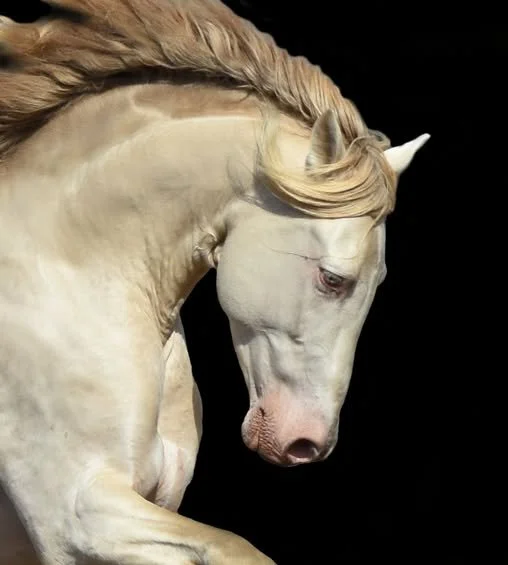 PRE Stallion Picaro PM son of Rovoltoso xxlx /Doctora xxxvll