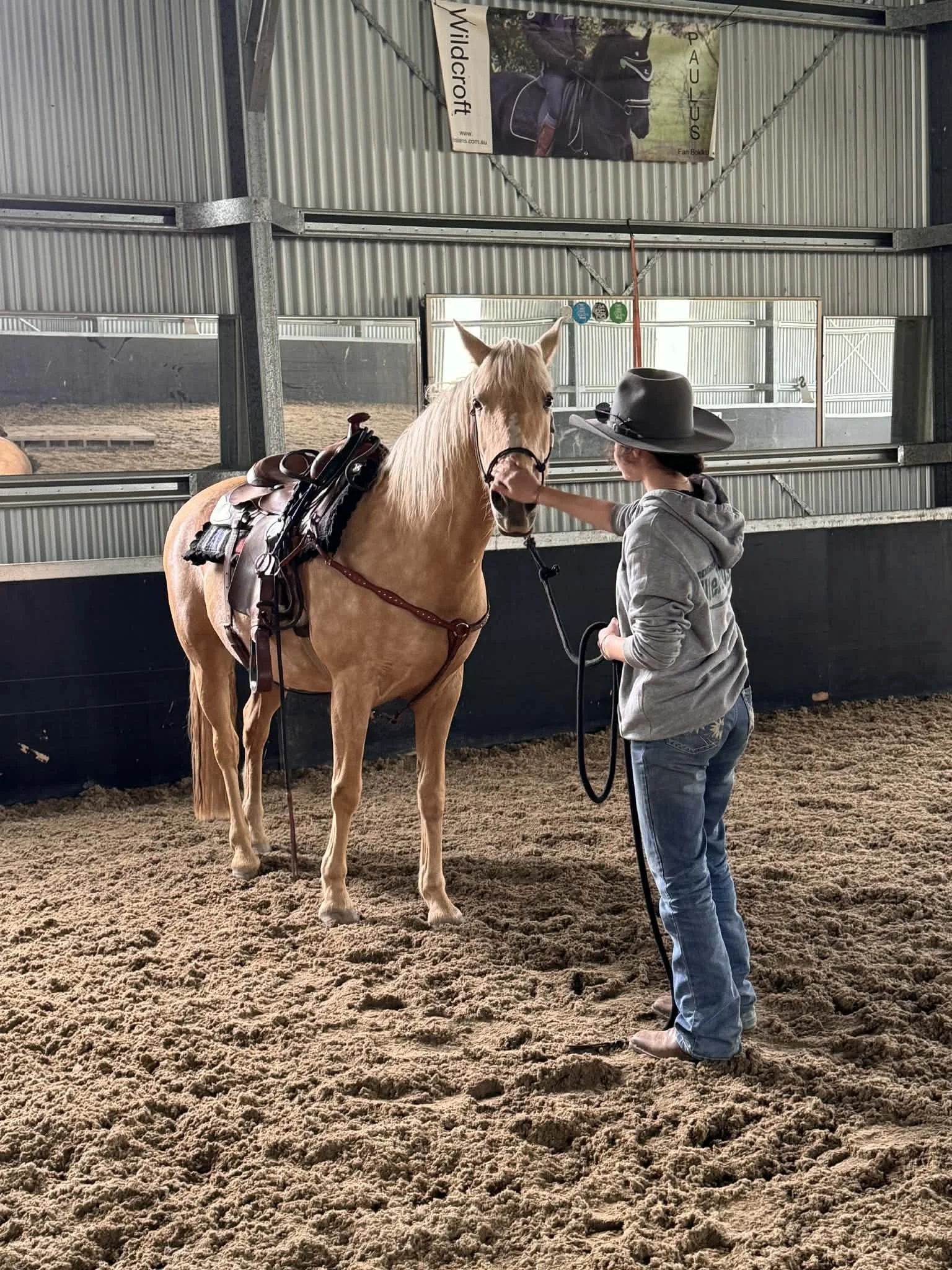 Young horses training in bootcamp: 3-year-old cob Welsh pony groundwork preparation for saddle training