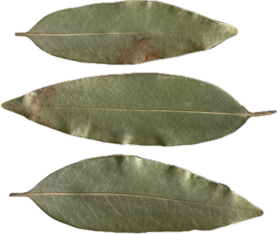 leaf_longpause.png